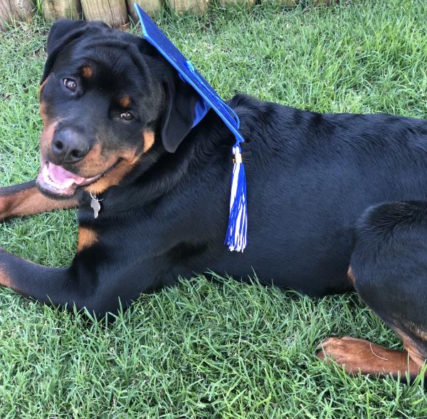 /Images/uploads/MidAmerica Rottweiler Rescue/adoptarottphotocontest/entries/10462thumb.jpg